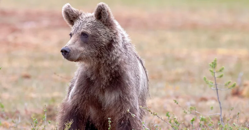 Ours brun, ours noir, grizzli : ce qui change pour vous