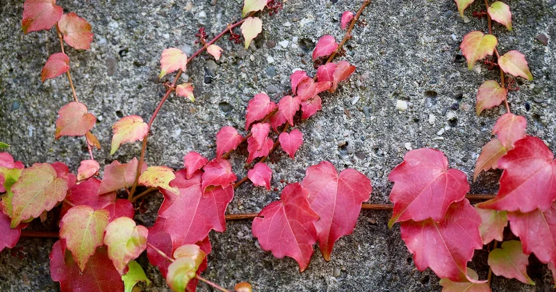 Les rouges de la Loire : le raisin qui fait débat