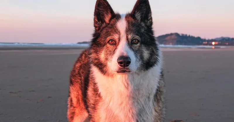 Bord de mer, piscine pour chien et autres critères